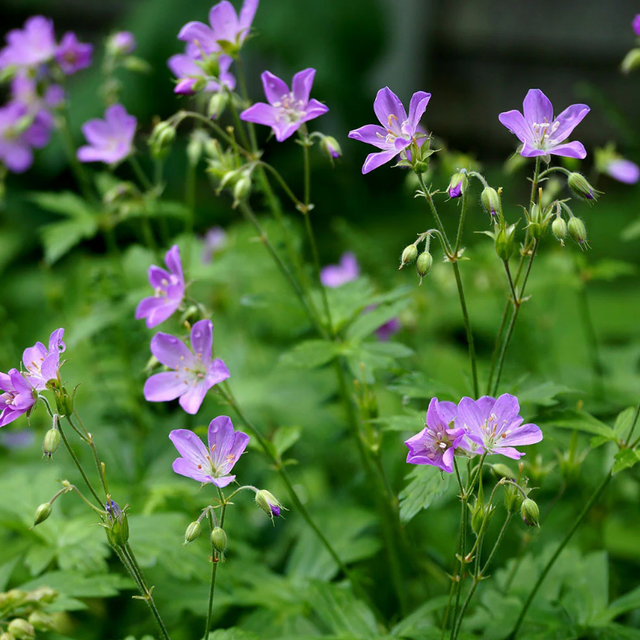 Cranesbill Geranium (Geranium maculatum) - NEW!