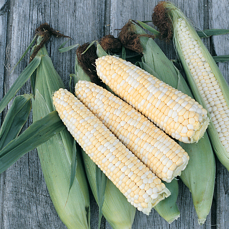 Corn: Double Standard Op Sweet Corn