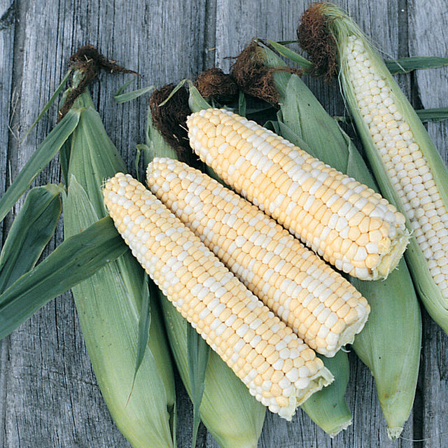 Corn: Double Standard Op Sweet Corn