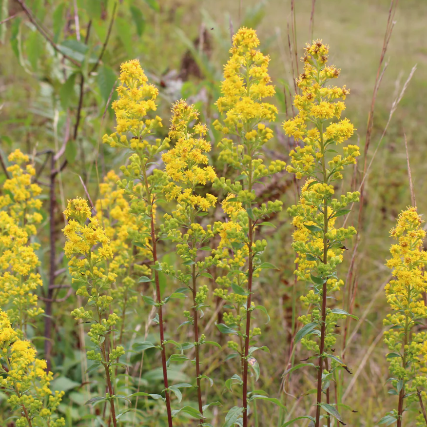 Goldenrod: Downy (Solidago puberula) - NEW!