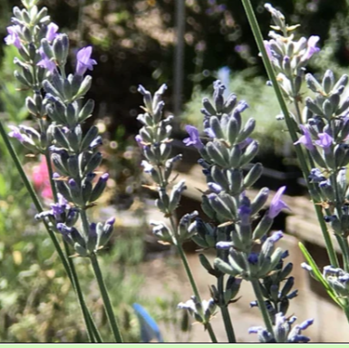 Lavender: Dutch - NEW!