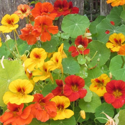 Nasturtium: Dwarf Jewel Blend