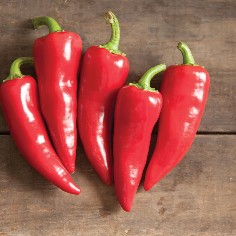 Hot Pepper: Flaming Flare Fresno - NEW!