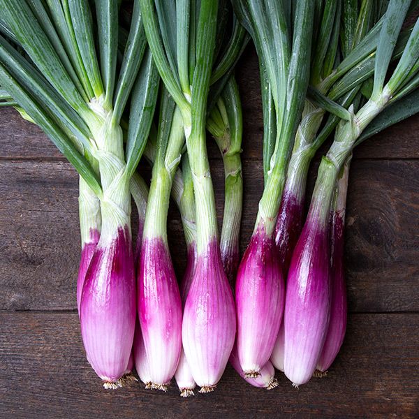 Onion: Red Long of Florence