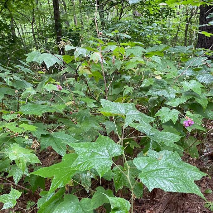 Raspberry: Flowering (Rubus odoratus)