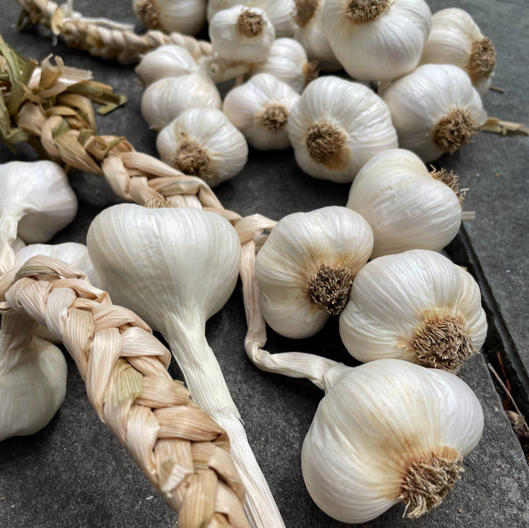 Garlic Bulb for Fall Planting - Organic