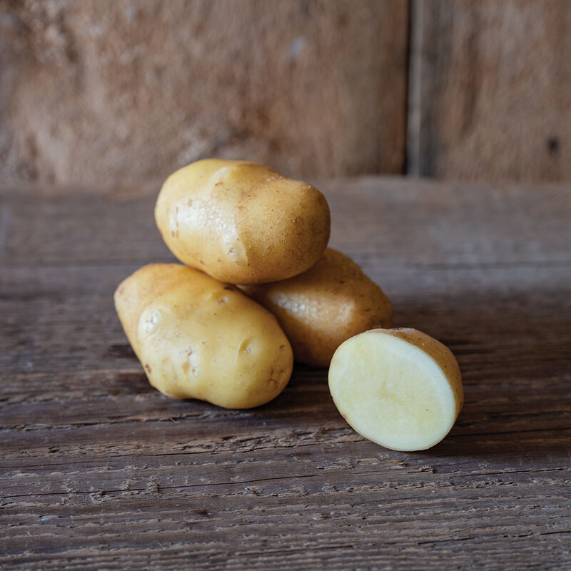 German Butterball Potato -1lb