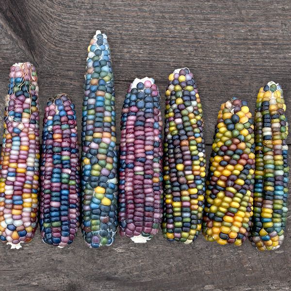 Corn: Glass Gem - NEW!