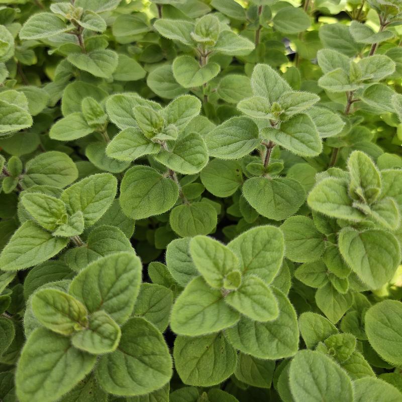 Oregano: Greek Mountain