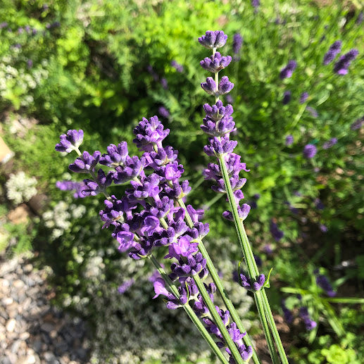 Lavender: Grosso - Back! - NEW!