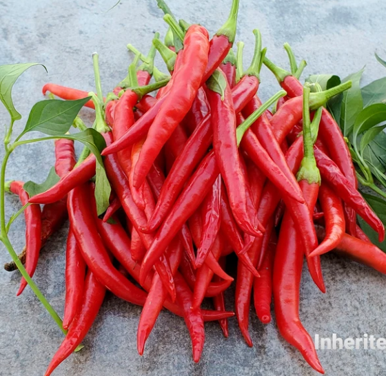 Pepper: Hot: Guntur Chilli - NEW!