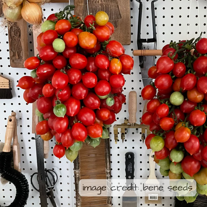 Tomato: Piennolo Red Paste - NEW!