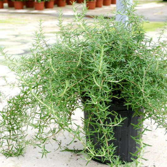 Rosemary: Irene - NEW!