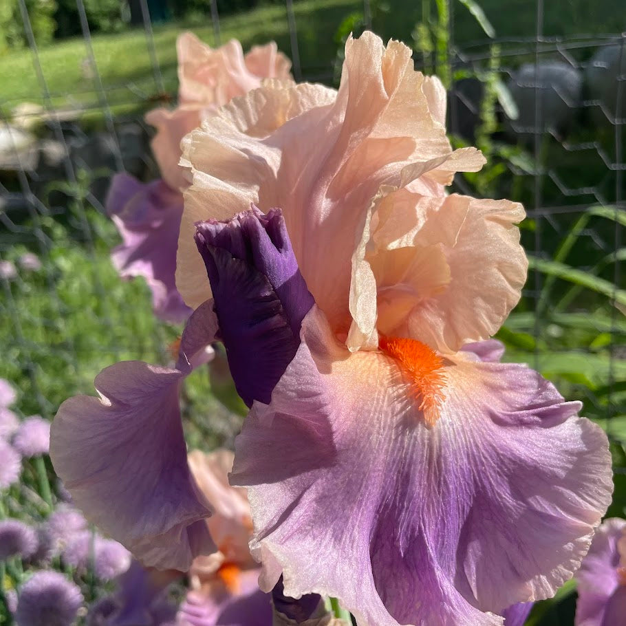Iris: French Cancan Bearded - NEW!