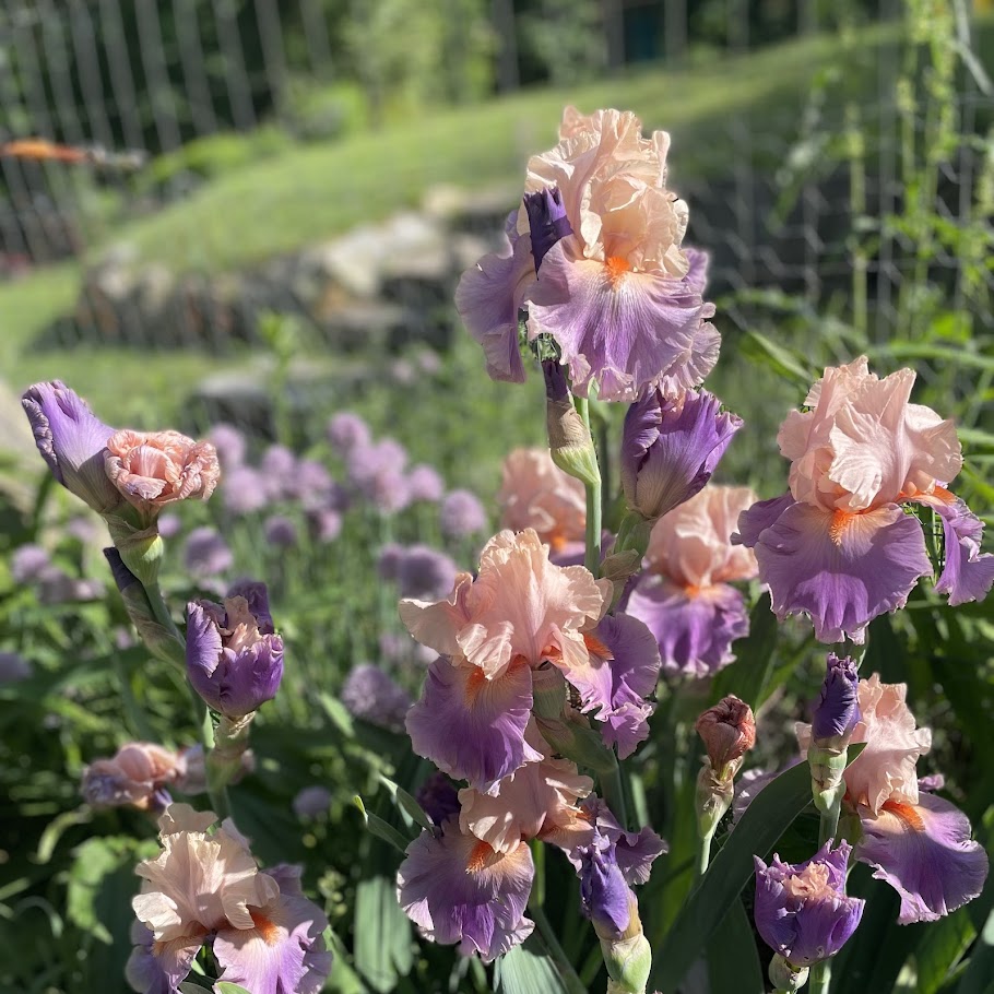 Iris: French Cancan Bearded - NEW!