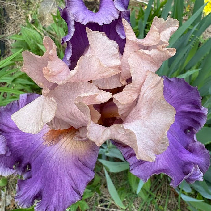 Iris: French Cancan Bearded - NEW!