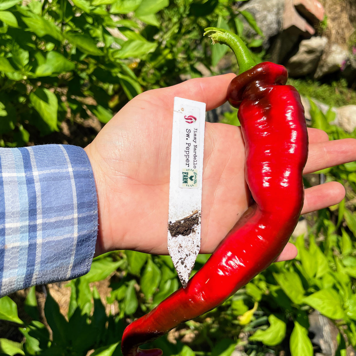 Sweet Pepper: Jimmy Nardello - Back!