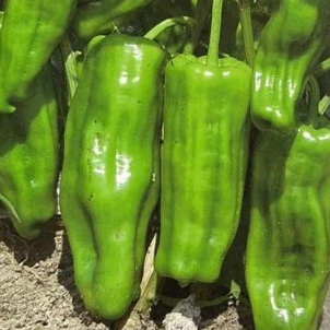 Pepper: Hot: Kashmiri Chili - NEW!