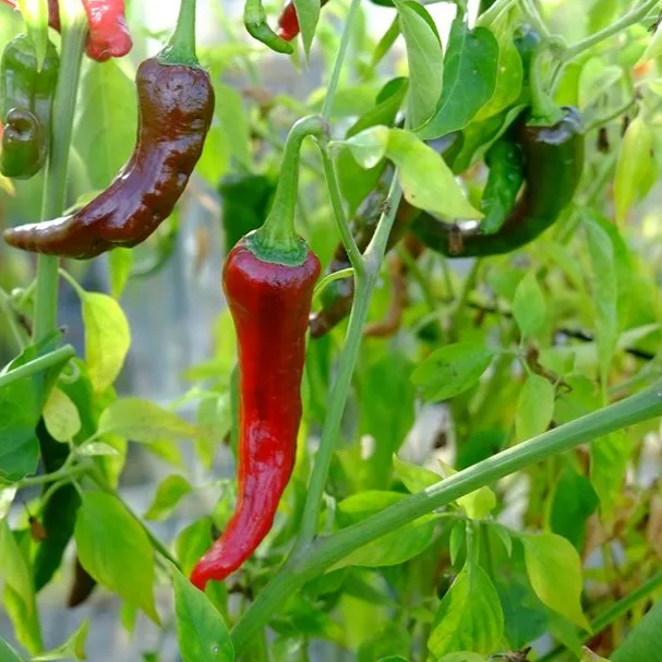 Pepper: Hot: Kashmiri Chili - NEW!