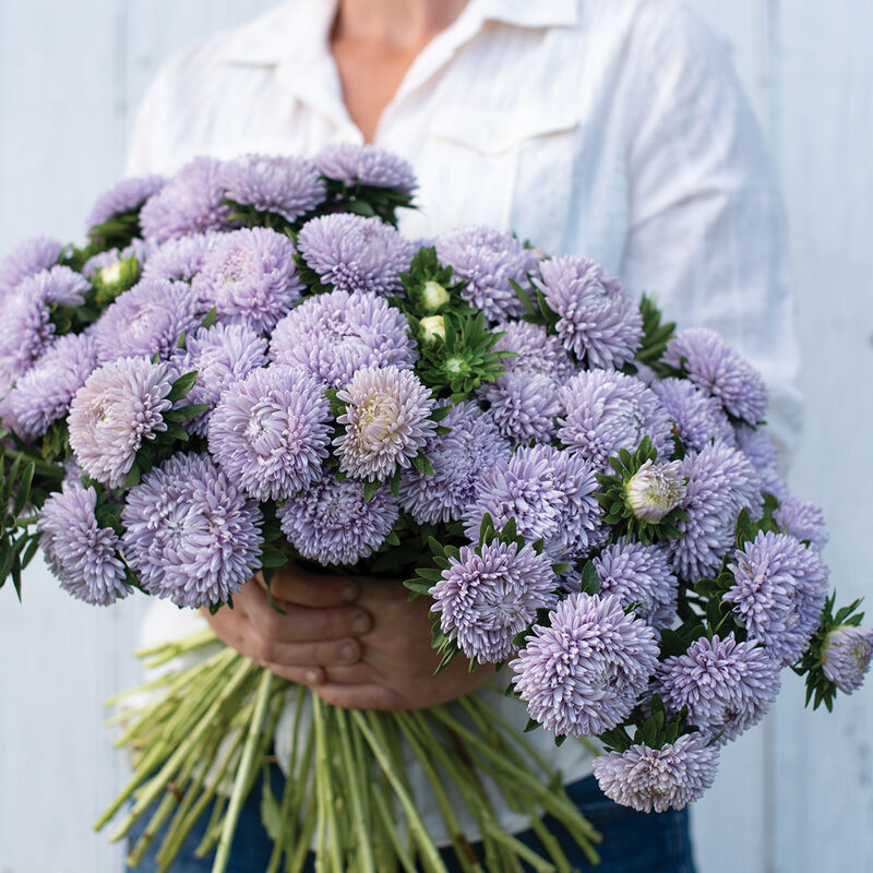 Aster: China Aster: Lady Coral Lavender - NEW!