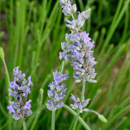 Lavender: Dutch - NEW!