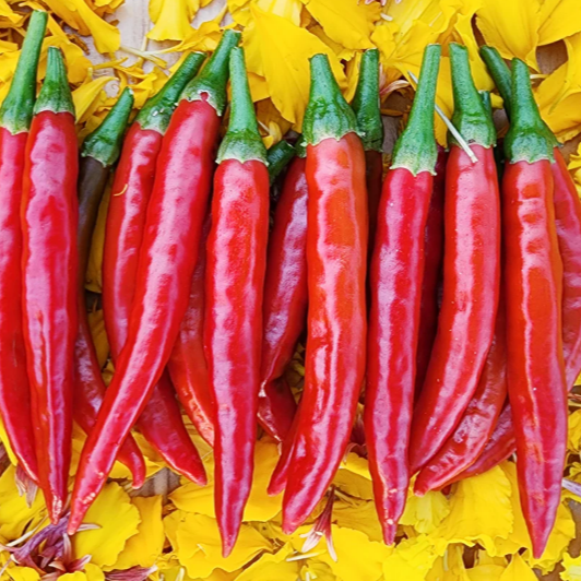 Pepper: Hot: Mathania Chili - NEW!