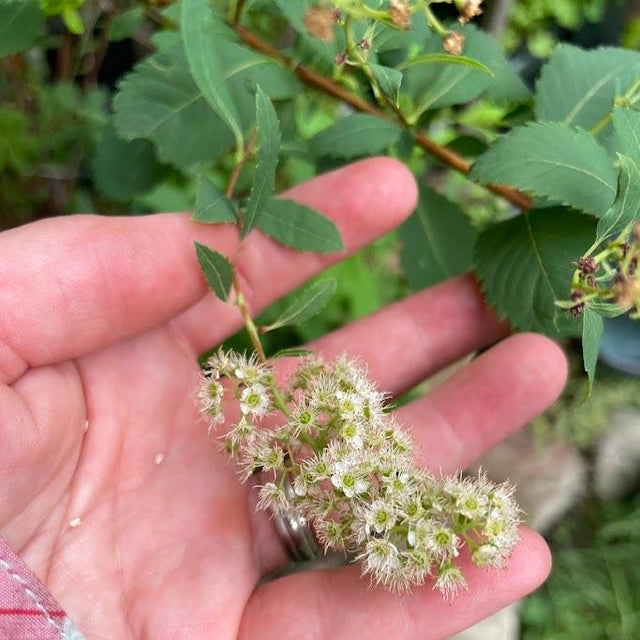 White Meadowsweet (Spiraea alba)