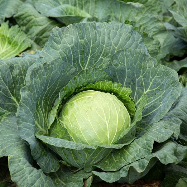 Cabbage: Megaton - NEW!