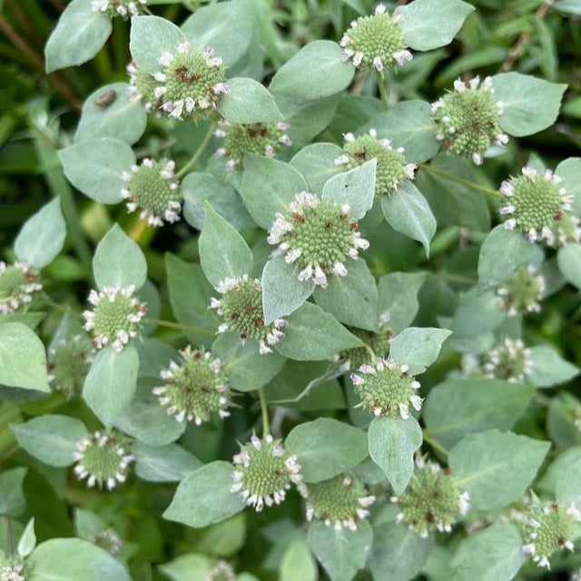 Mountain Mint: Broad-leaved (Pycnanthemum muticum)