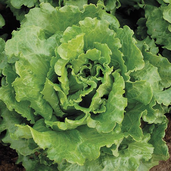 Nevada Summer Crisp Lettuce Seeds - NEW!