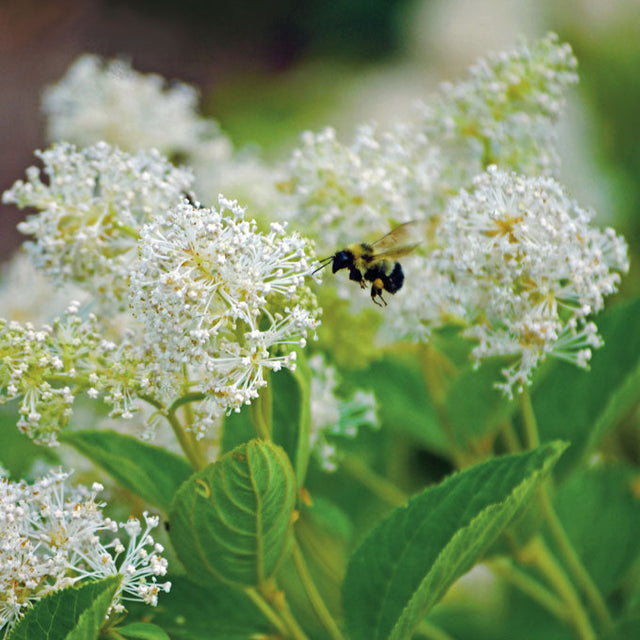 White flowers with a bee on a green leafy background