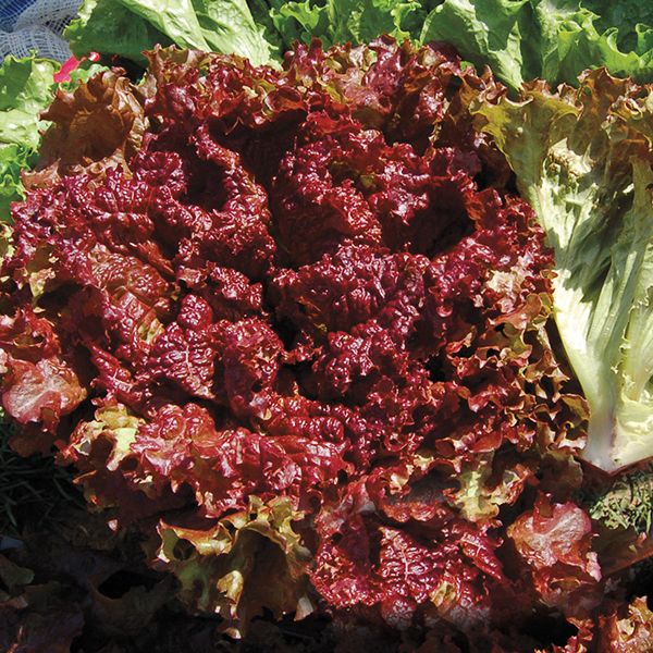 Lettuce: New Red Fire - NEW!