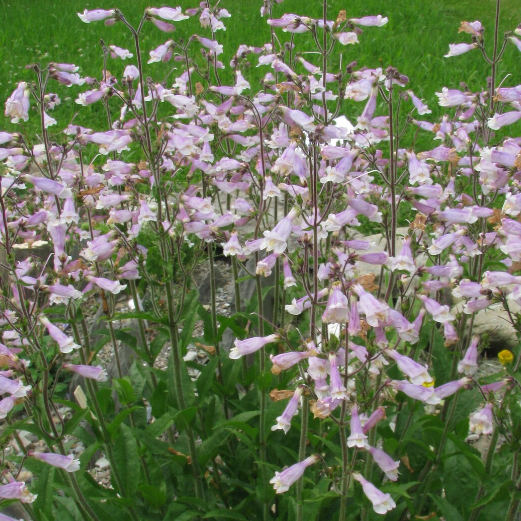 Beardtongue: Northeastern (Penstemon hirsutus)