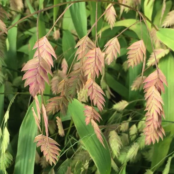 Northern Sea Oats (Chasmanthium latifolium)