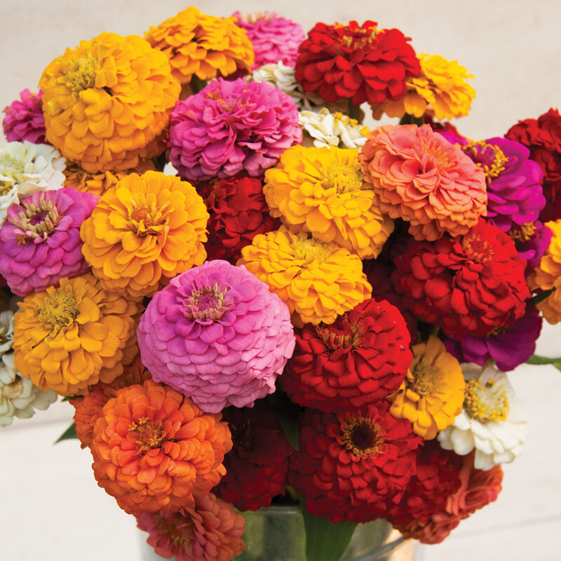 Zinnia: Oklahoma Mix