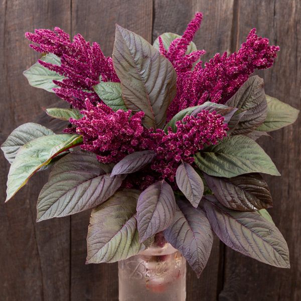 Amaranth: Opopeo - NEW!