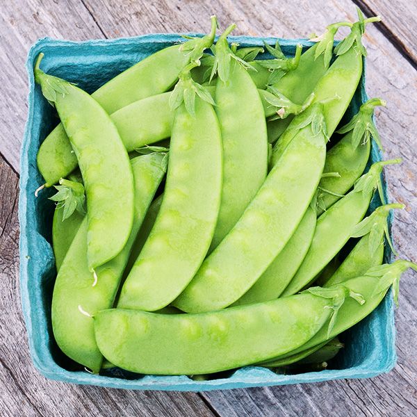 Oregon Sugar Pod Snow Pea Seeds