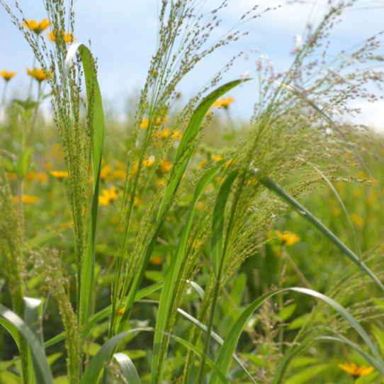 Switchgrass (Panicum virgatum)