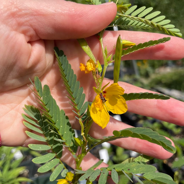 Partridge Pea (Chamaecrista fasciculata)