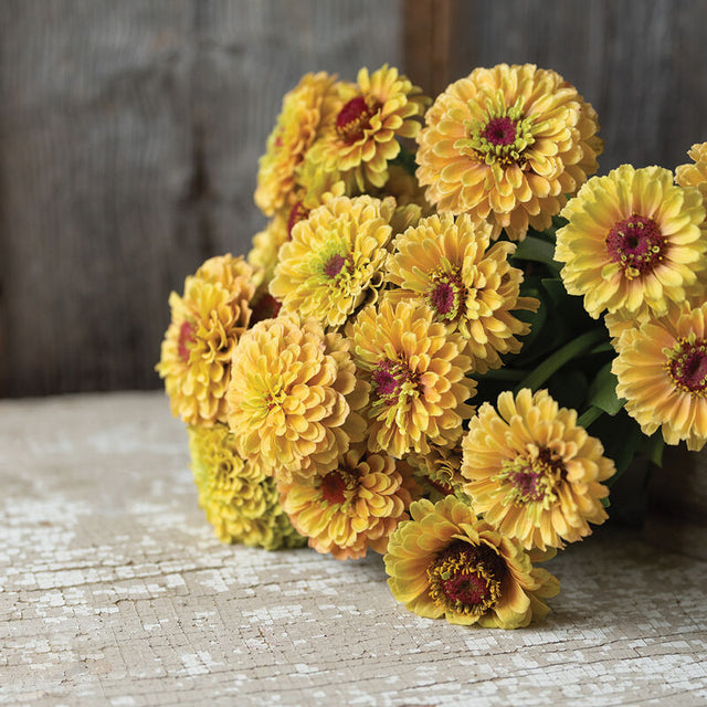 Zinnia: Queeny Lemon Peach - NEW!