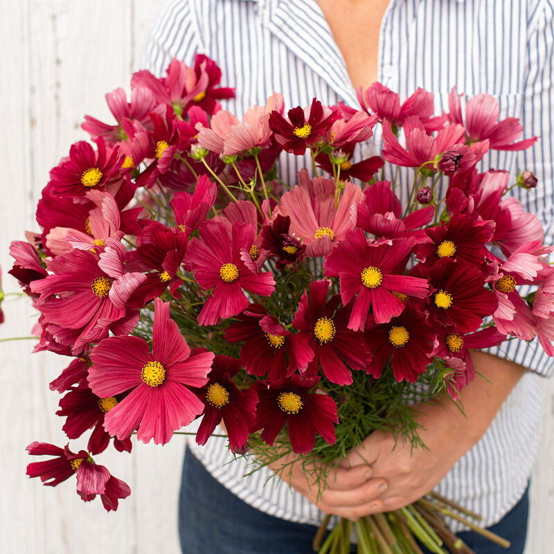 Cosmos: Rubenza - NEW!