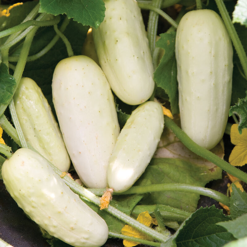 Cucumber: Salt and Pepper - NEW!