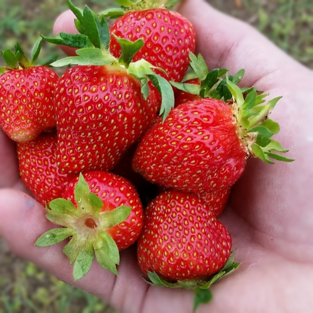 Strawberry: Seascape