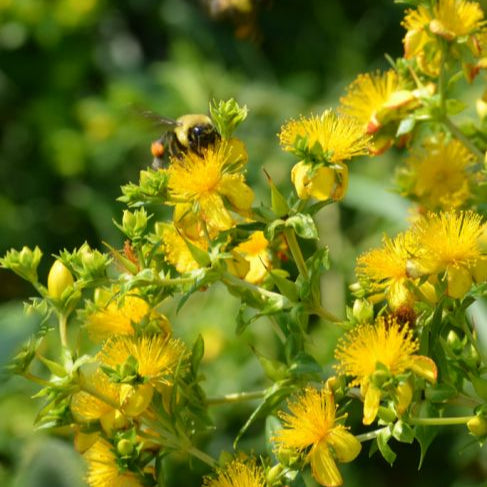 Shrubby St. John's Wort (Hypericum prolificum)