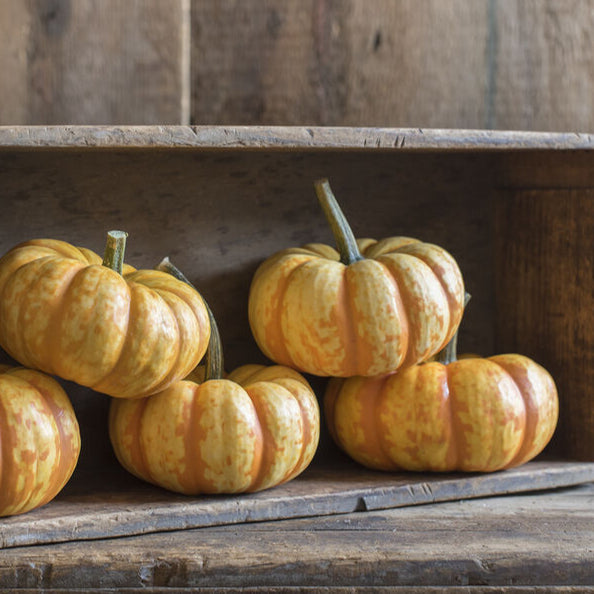 Pumpkin: Spark - NEW!