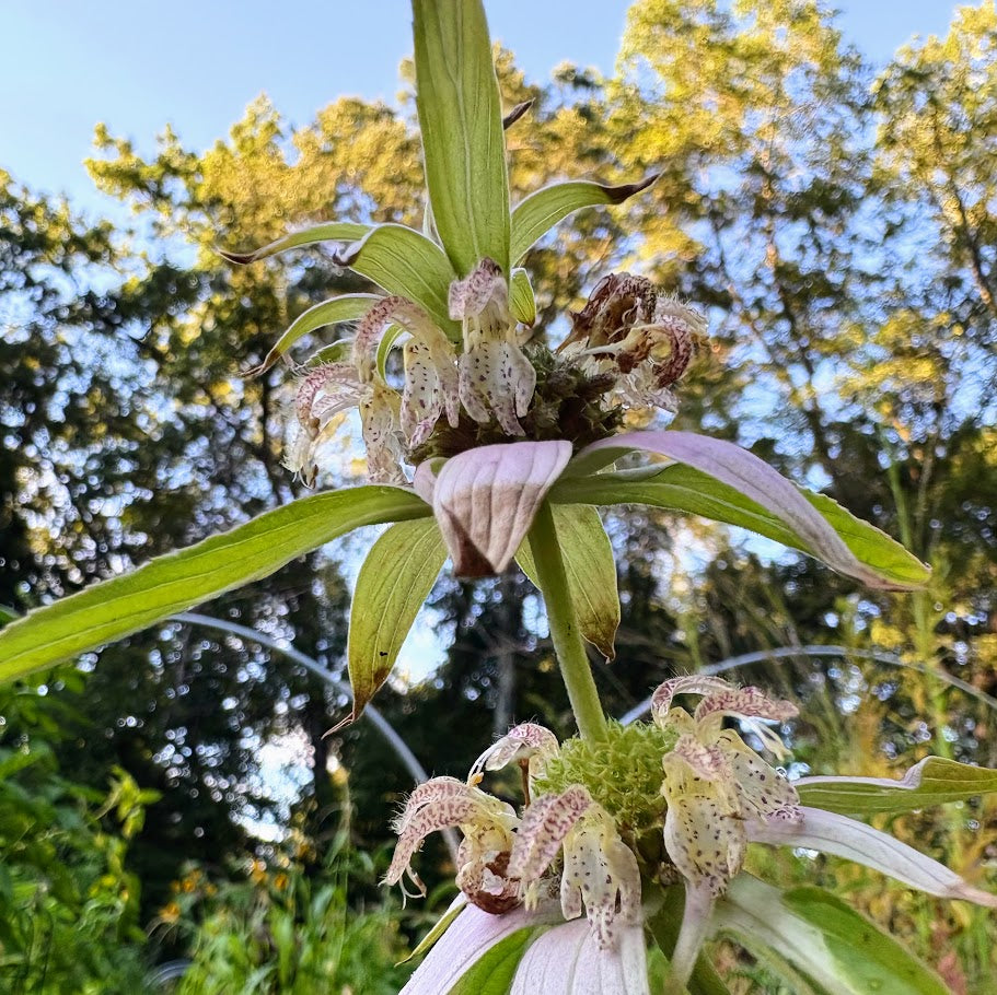 Bee Balm: Spotted (Monarda Punctata)