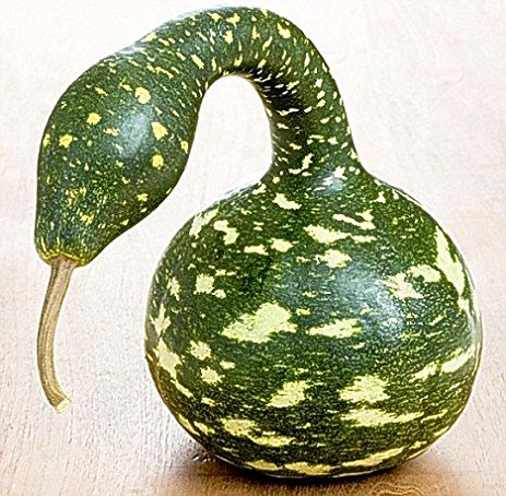 Gourd: Speckled Swan