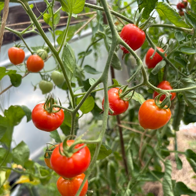 Tomato: Sweetheart Cherry