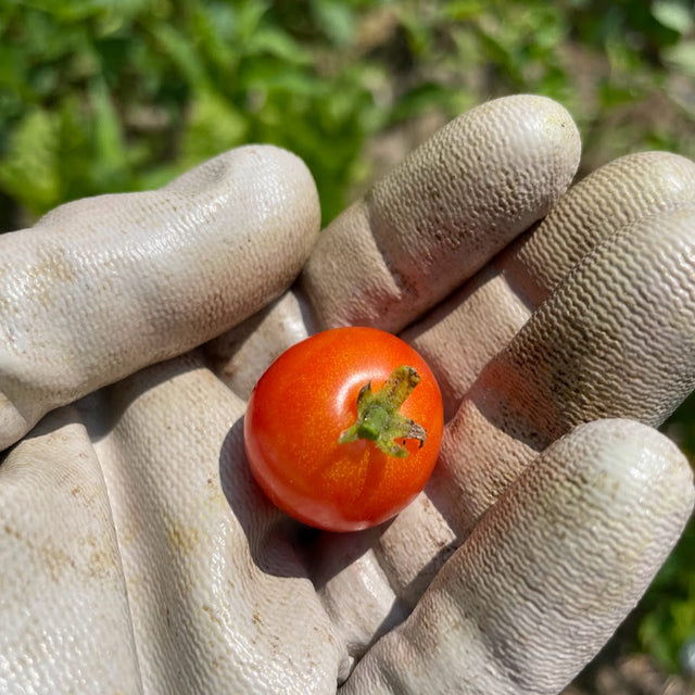 Tomato: Tiny Tim Dwarf
