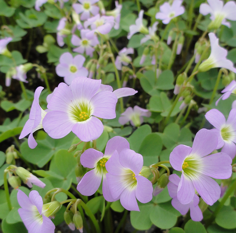 Sorrel: Violet Wood (Oxalis violacea)